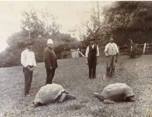 Secrets of Oldest Land Animal’s 194-Year Lifespan Revealed with Epigenetics