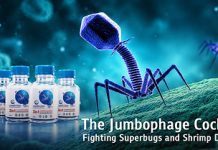 The Jumbophage Cocktail_Fighting Superbugs and Shrimp Disease