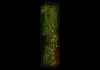 Three-Photon Microscopy Reveals Neural Activity Deep in the Mouse Brain