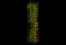 Three-Photon Microscopy Reveals Neural Activity Deep in the Mouse Brain